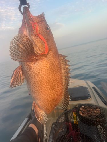 オオモンハタの釣果