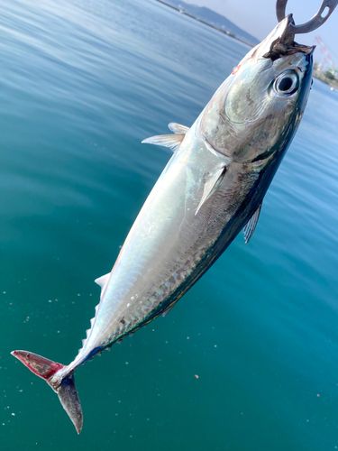 ソウダガツオの釣果