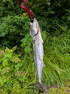 サゴシの釣果