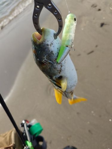 クサフグの釣果