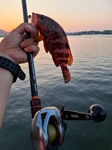 キジハタの釣果