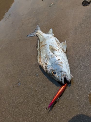 コトヒキの釣果