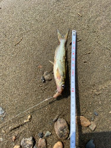アメリカナマズの釣果