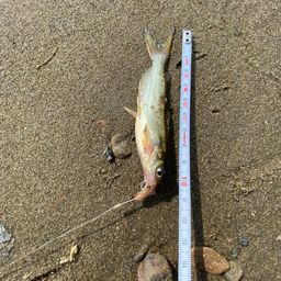 アメリカナマズ