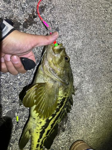 シマゾイの釣果