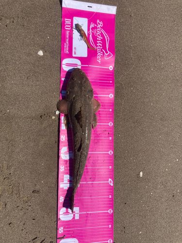 マゴチの釣果