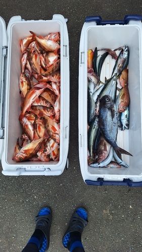 ウスメバルの釣果