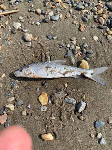 ニゴイの釣果