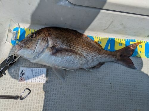 タイの釣果