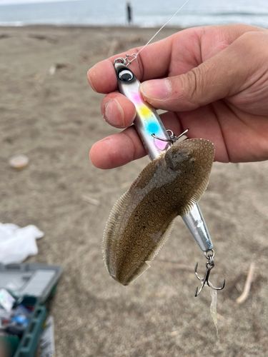 シタビラメの釣果