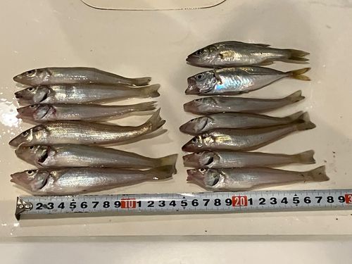 キスの釣果