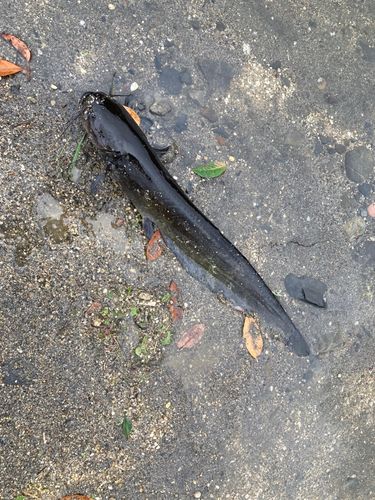 ナマズの釣果