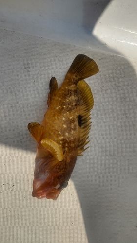 キジハタの釣果