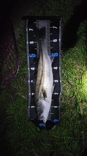 スズキの釣果