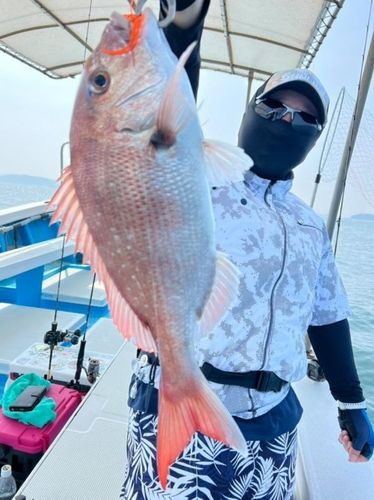 マダイの釣果