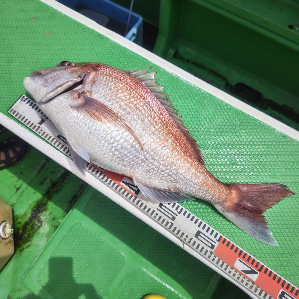 第三豊丸　日立久慈港さんの釣果 2枚目の画像