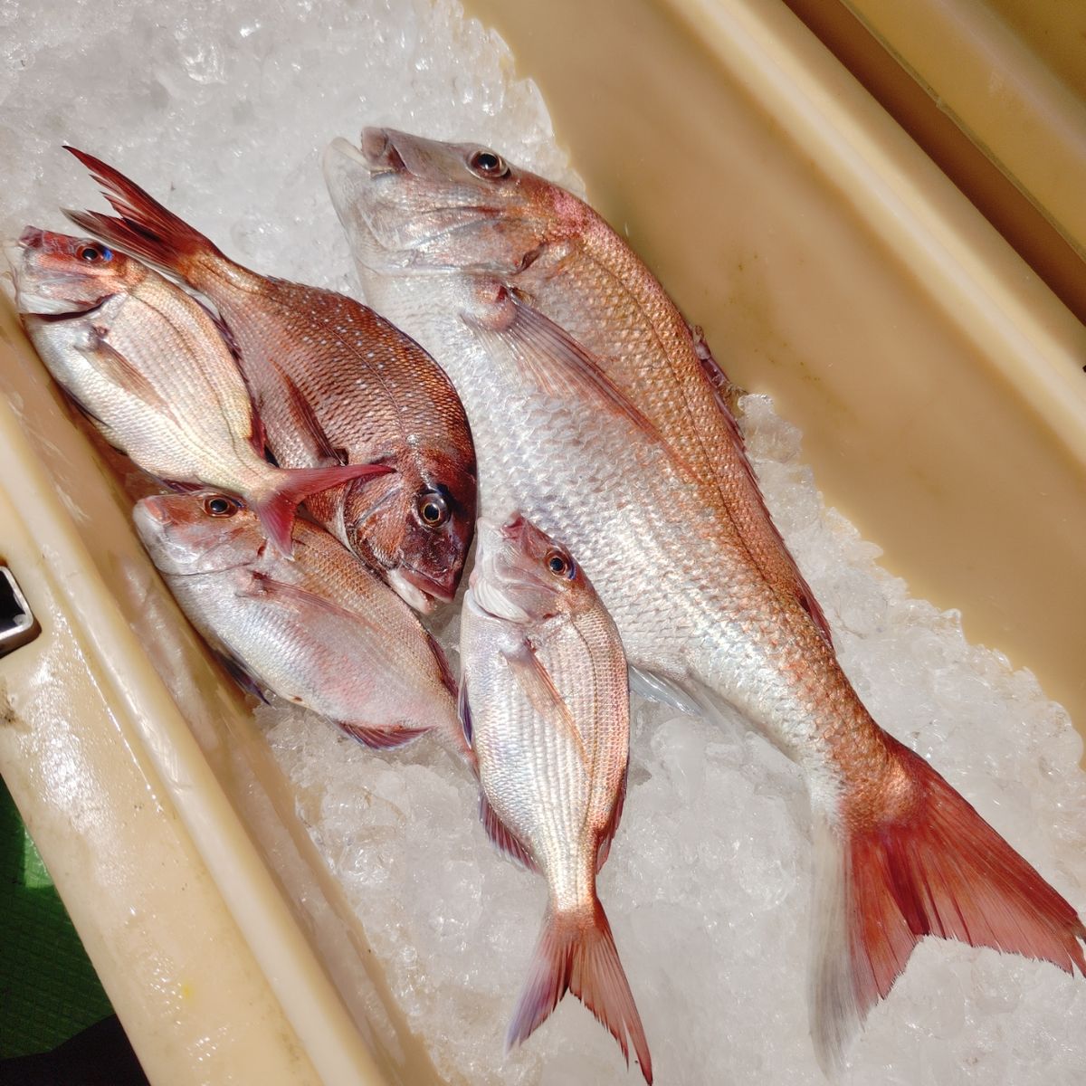第三豊丸　日立久慈港さんの釣果 3枚目の画像