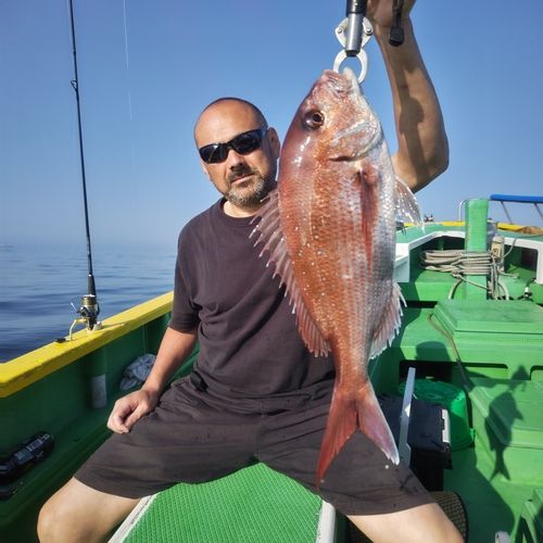マダイの釣果