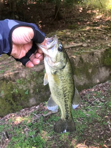 ラージマウスバスの釣果