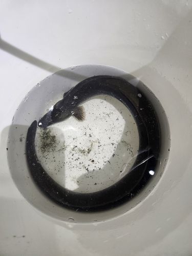 ニホンウナギの釣果