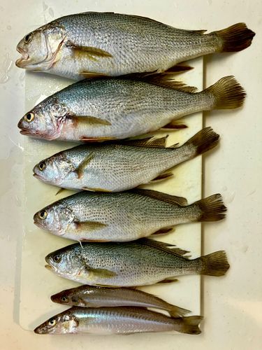 イシモチの釣果
