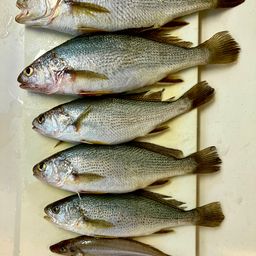イシモチ