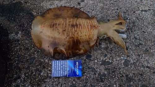 アオリイカの釣果