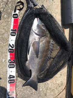 チヌの釣果