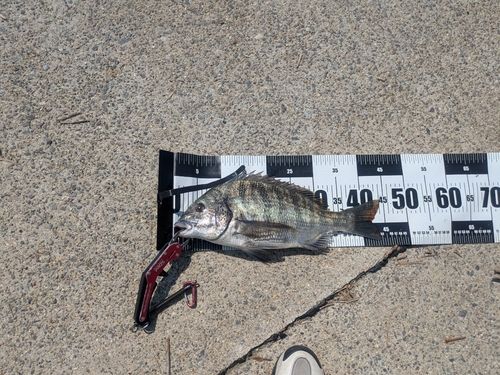 クロダイの釣果