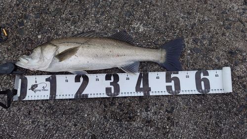 フッコ（マルスズキ）の釣果