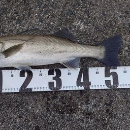 フッコ（マルスズキ）