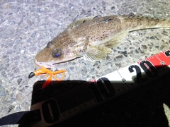 イネゴチの釣果