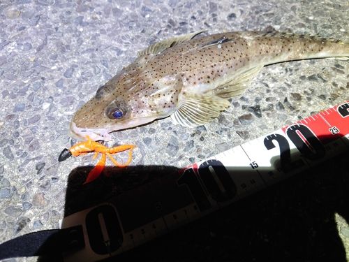 イネゴチの釣果