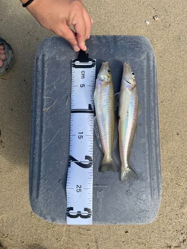 キスの釣果