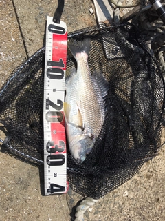 キビレの釣果