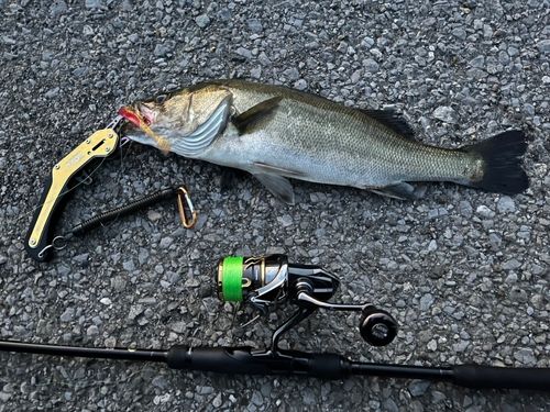 シーバスの釣果