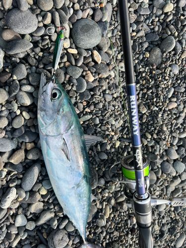 ソウダガツオの釣果