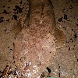 マゴチ