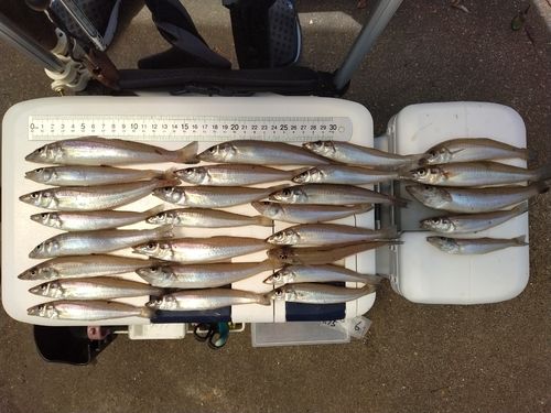 シロギスの釣果