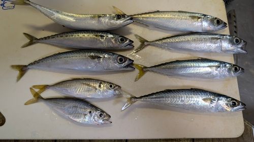 サバの釣果