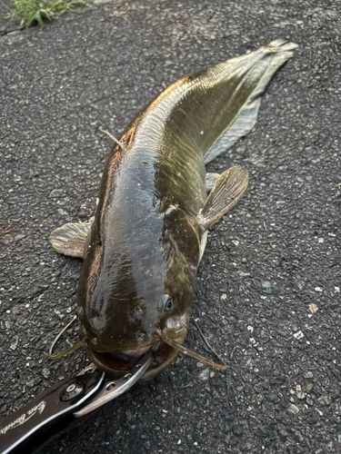 マナマズの釣果