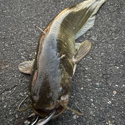 マナマズ