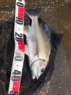 キビレの釣果