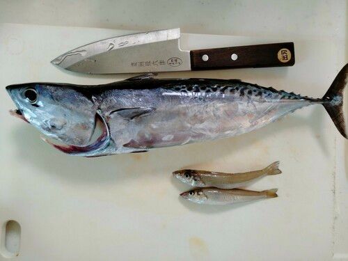 カツオの釣果