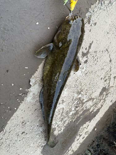 マナマズの釣果