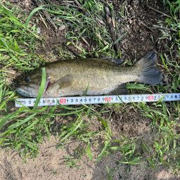 スモールマウスバス