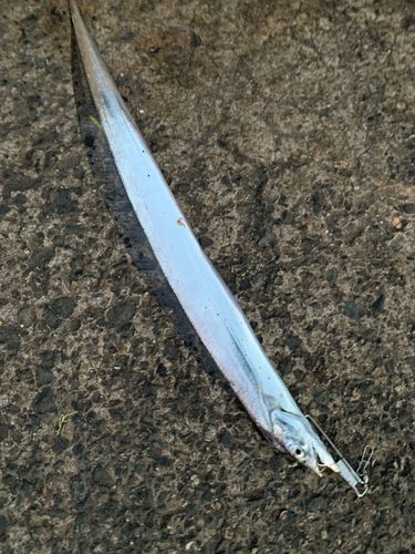 タチウオの釣果