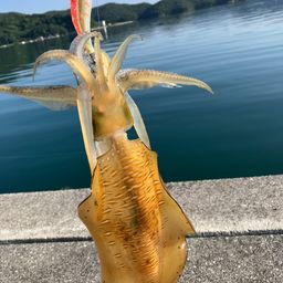 アオリイカ