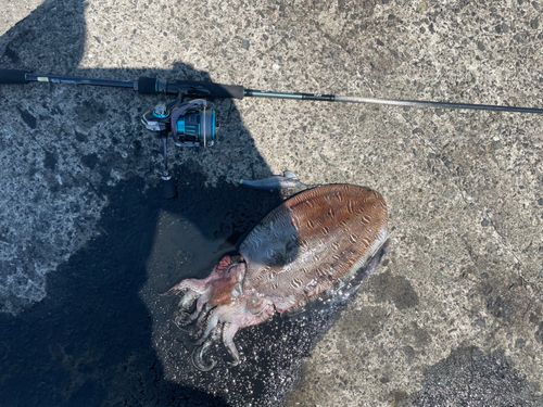 モンゴウイカの釣果