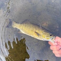 スモールマウスバス